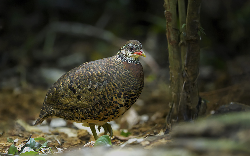 Tonkin Partridge at Cuc Phuong National Park, Northern Vietnam.